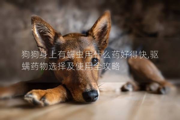 狗狗身上有螨虫用什么药好得快,驱螨药物选择及使用全攻略