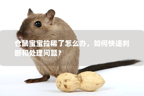 仓鼠宝宝拉稀了怎么办，如何快速判断和处理问题？