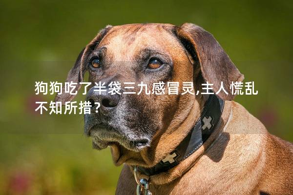 狗狗吃了半袋三九感冒灵,主人慌乱不知所措? 狗狗吃了半袋三九感冒灵,主人慌乱不知所措?