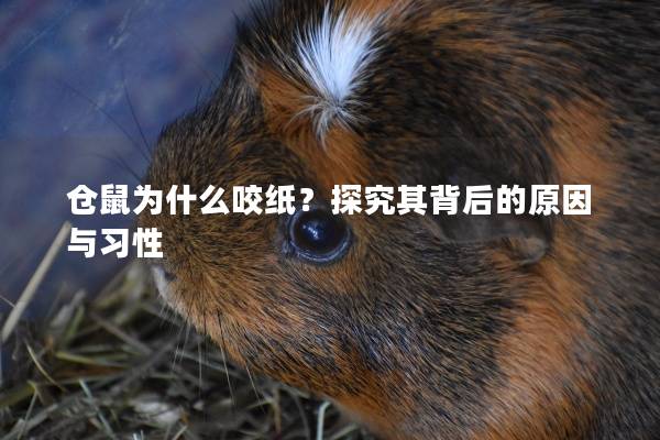 仓鼠为什么咬纸？探究其背后的原因与习性