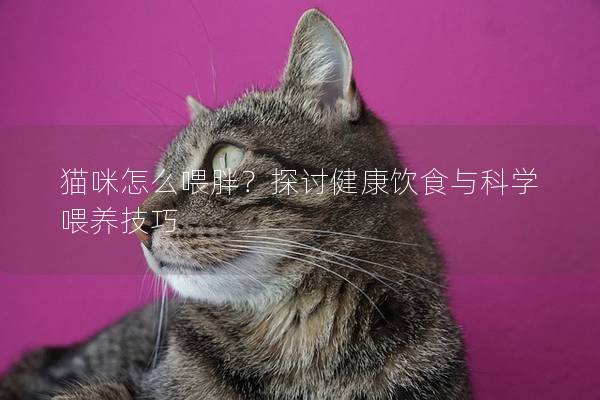 猫咪怎么喂胖？探讨健康饮食与科学喂养技巧