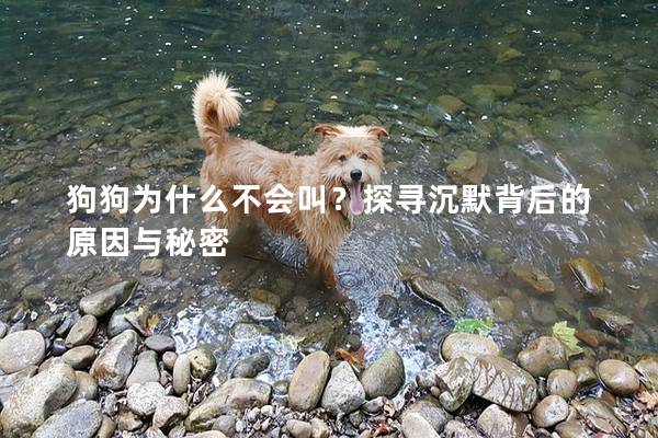 狗狗为什么不会叫?探寻沉默背后的原因与秘密 狗狗为什么不会叫?探寻沉默背后的原因与秘密
