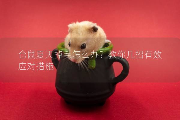 仓鼠夏天掉毛怎么办？教你几招有效应对措施