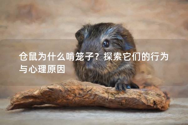 仓鼠为什么啃笼子？探索它们的行为与心理原因