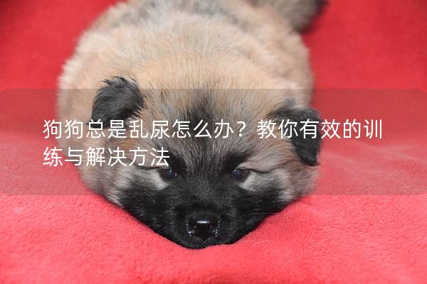 狗狗总是乱尿怎么办？教你有效的训练与解决方法