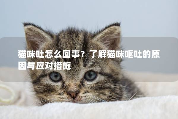 猫咪吐怎么回事？了解猫咪呕吐的原因与应对措施