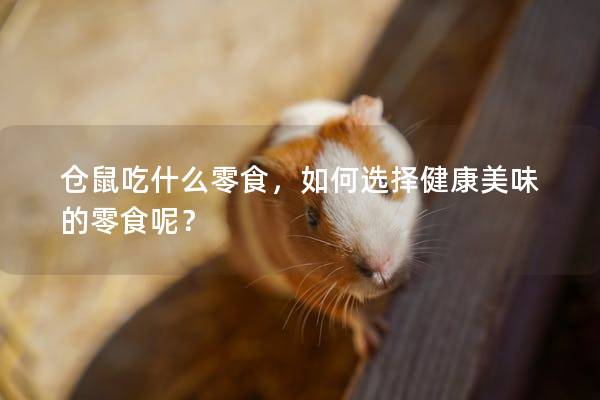 仓鼠吃什么零食，如何选择健康美味的零食呢？