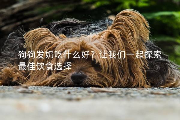 狗狗发奶吃什么好？让我们一起探索最佳饮食选择