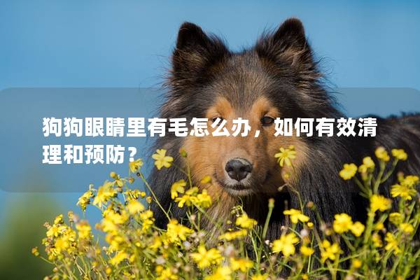 狗狗眼睛里有毛怎么办，如何有效清理和预防？
