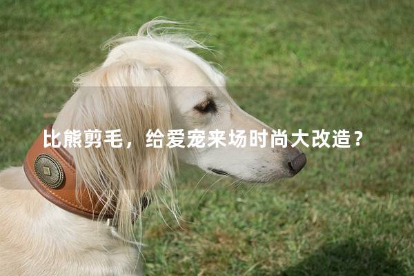 比熊剪毛，给爱宠来场时尚大改造？