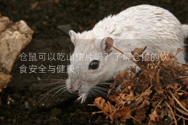 仓鼠可以吃山楂片吗？了解仓鼠的饮食安全与健康