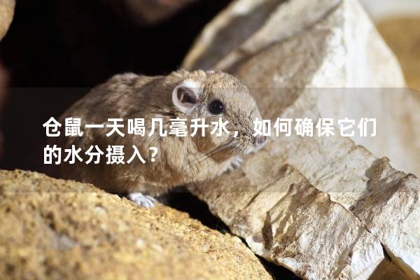 仓鼠一天喝几毫升水，如何确保它们的水分摄入？
