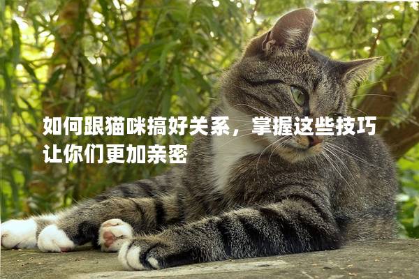 如何跟猫咪搞好关系，掌握这些技巧让你们更加亲密