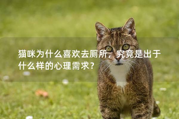 猫咪为什么喜欢去厕所，究竟是出于什么样的心理需求？