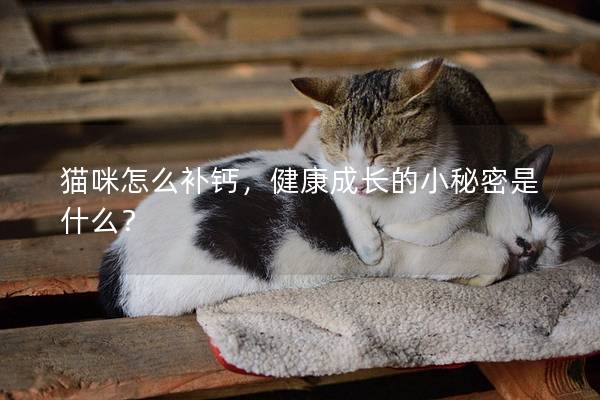 猫咪怎么补钙，健康成长的小秘密是什么？