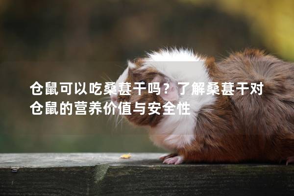 仓鼠可以吃桑葚干吗？了解桑葚干对仓鼠的营养价值与安全性