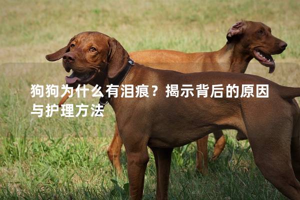 狗狗为什么有泪痕?揭示背后的原因与护理方法 狗狗为什么有泪痕?揭示背后的原因与护理方法