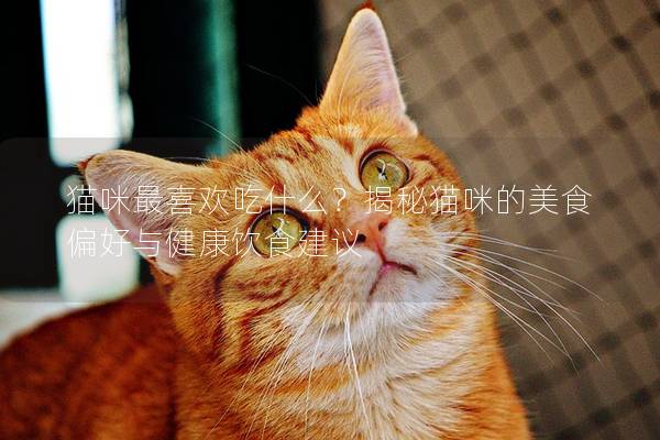 猫咪最喜欢吃什么？揭秘猫咪的美食偏好与健康饮食建议