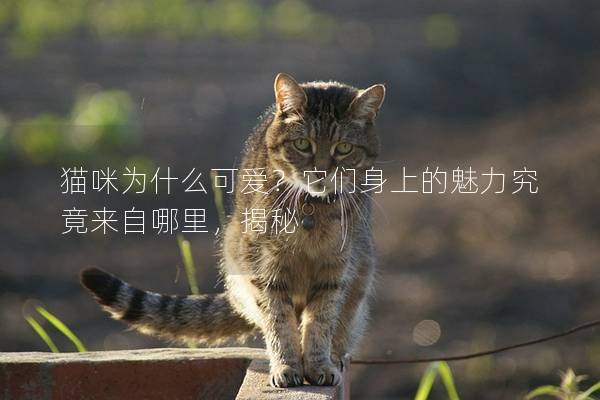 猫咪为什么可爱?它们身上的魅力究竟来自哪里,揭秘 猫咪为什么可爱?它们身上的魅力究竟来自哪里,揭秘