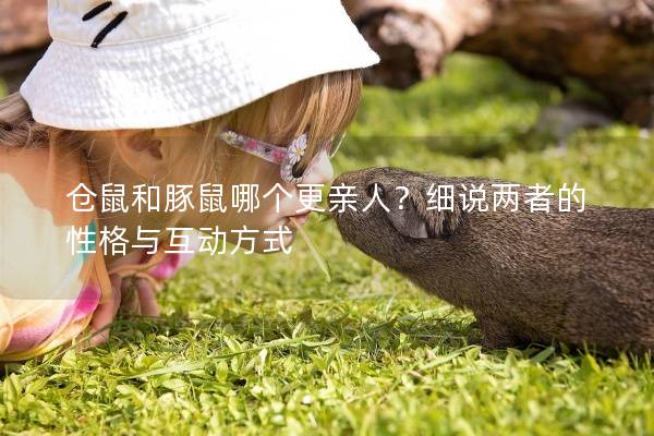 仓鼠和豚鼠哪个更亲人？细说两者的性格与互动方式