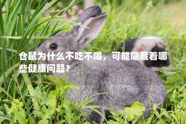 仓鼠为什么不吃不喝，可能隐藏着哪些健康问题？