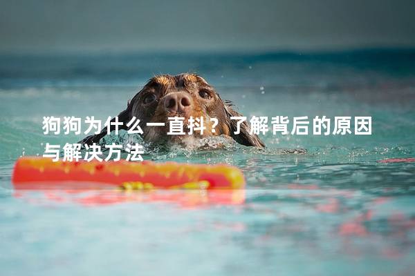 狗狗为什么一直抖？了解背后的原因与解决方法