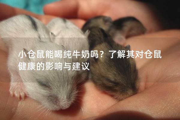 小仓鼠能喝纯牛奶吗?了解其对仓鼠健康的影响与建议 小仓鼠能喝纯牛奶吗?了解其对仓鼠健康的影响与建议