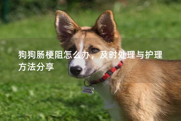狗狗肠梗阻怎么办，及时处理与护理方法分享
