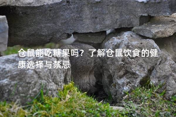 仓鼠能吃糖果吗？了解仓鼠饮食的健康选择与禁忌