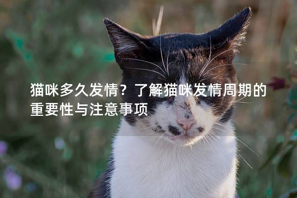 猫咪多久发情？了解猫咪发情周期的重要性与注意事项