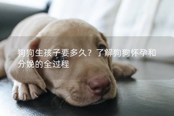 狗狗生孩子要多久？了解狗狗怀孕和分娩的全过程