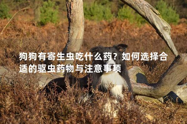 狗狗有寄生虫吃什么药？如何选择合适的驱虫药物与注意事项