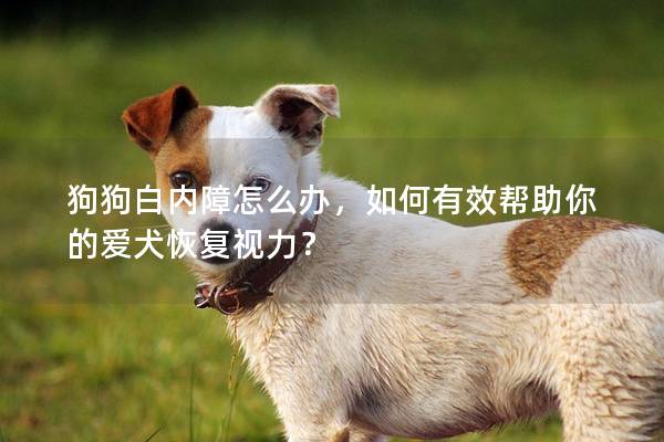 狗狗白内障怎么办，如何有效帮助你的爱犬恢复视力？