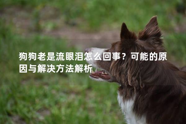 狗狗老是流眼泪怎么回事？可能的原因与解决方法解析