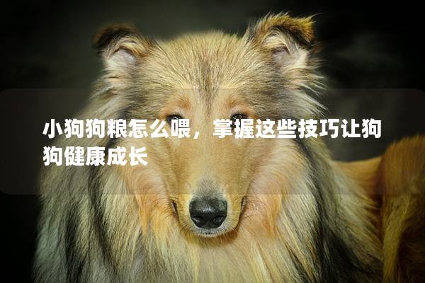 小狗狗粮怎么喂，掌握这些技巧让狗狗健康成长