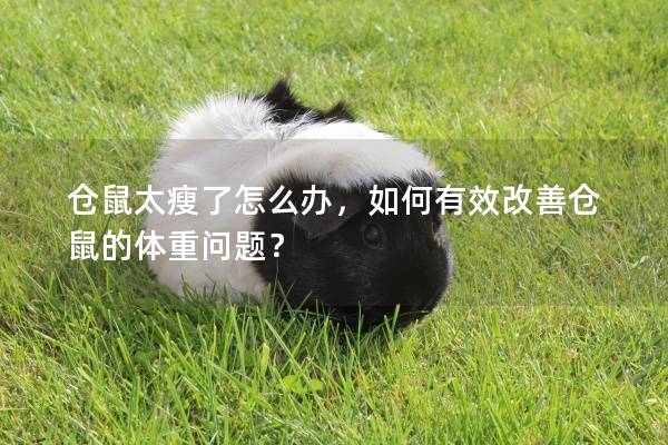 仓鼠太瘦了怎么办，如何有效改善仓鼠的体重问题？