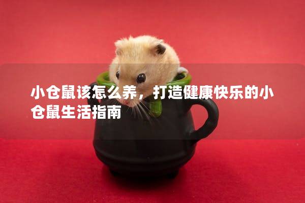 小仓鼠该怎么养，打造健康快乐的小仓鼠生活指南