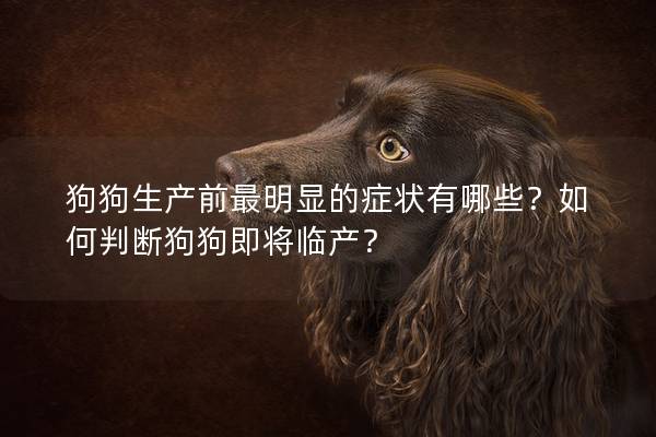 狗狗生产前最明显的症状有哪些?如何判断狗狗即将临产? 狗狗生产前最明显的症状有哪些?如何判断狗狗即将临产?