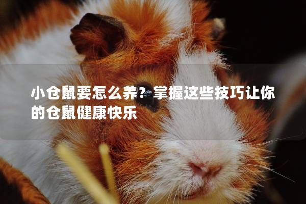 小仓鼠要怎么养？掌握这些技巧让你的仓鼠健康快乐