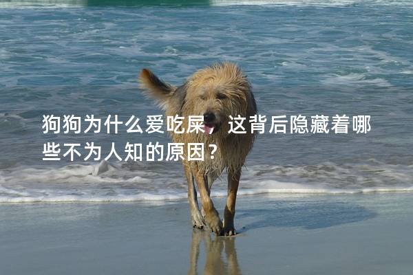 狗狗为什么爱吃屎，这背后隐藏着哪些不为人知的原因？