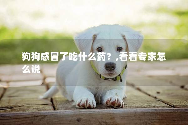 狗狗感冒了吃什么药?,看看专家怎么说 狗狗感冒了吃什么药?,看看专家怎么说