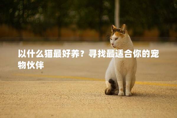 以什么猫最好养?寻找最适合你的宠物伙伴 以什么猫最好养?寻找最适合你的宠物伙伴