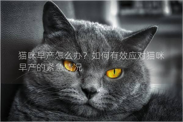 猫咪早产怎么办？如何有效应对猫咪早产的紧急情况