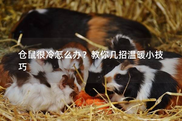仓鼠很冷怎么办？教你几招温暖小技巧