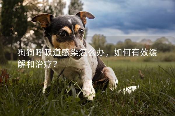 狗狗呼吸道感染怎么办，如何有效缓解和治疗？