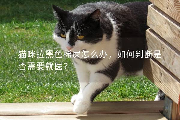 猫咪拉黑色稀屎怎么办，如何判断是否需要就医？