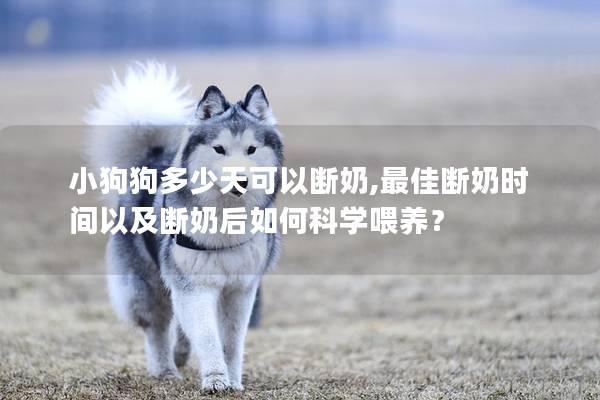 小狗狗多少天可以断奶,最佳断奶时间以及断奶后如何科学喂养？