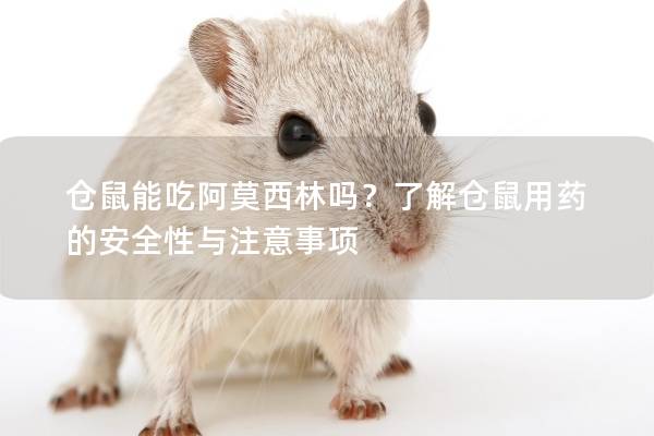仓鼠能吃阿莫西林吗？了解仓鼠用药的安全性与注意事项