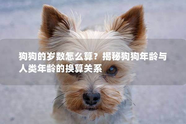狗狗的岁数怎么算?揭秘狗狗年龄与人类年龄的换算关系 狗狗的岁数怎么算?揭秘狗狗年龄与人类年龄的换算关系