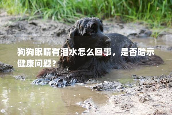 狗狗眼睛有泪水怎么回事，是否暗示健康问题？
